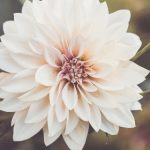 第一书包网 8cnk4