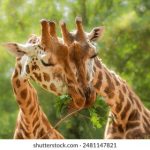 国产亚洲新免费视频观看视频 bq5dnqj8qx